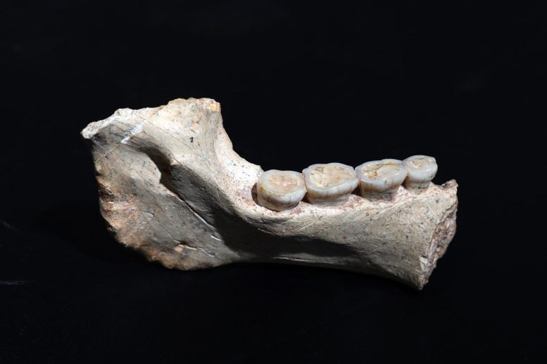 773,000-Year-Old Moroccan Fossils Pinpoint a Critical Moment in Human Evolution 773,000 Year Old Mandible ThI GH 1 From Morroco