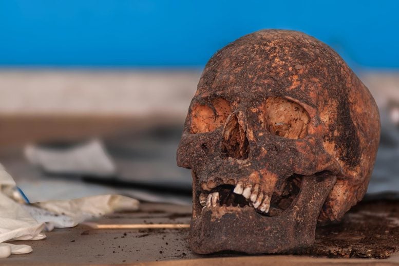 Ancient Teeth Are Treasure Troves of Iron Age Secrets Ancient Human Skull Archaeology
