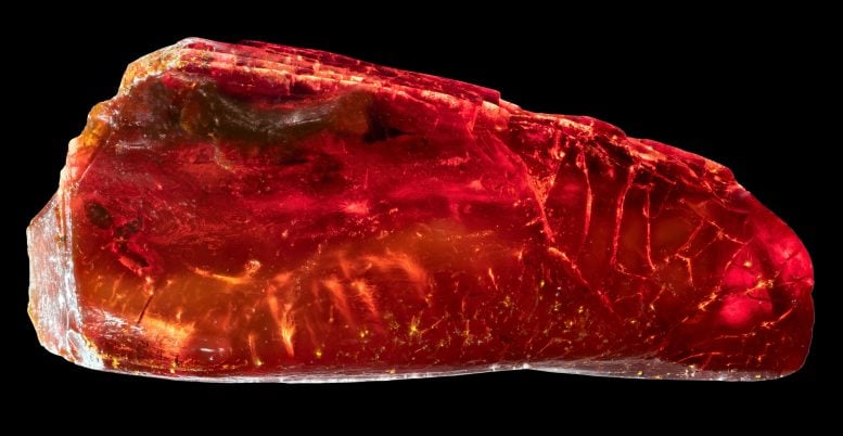 Scientists Discover 40-Million-Year-Old Ant Hidden in Historic Amber Collection Ctenobethylus goepperti in Amber