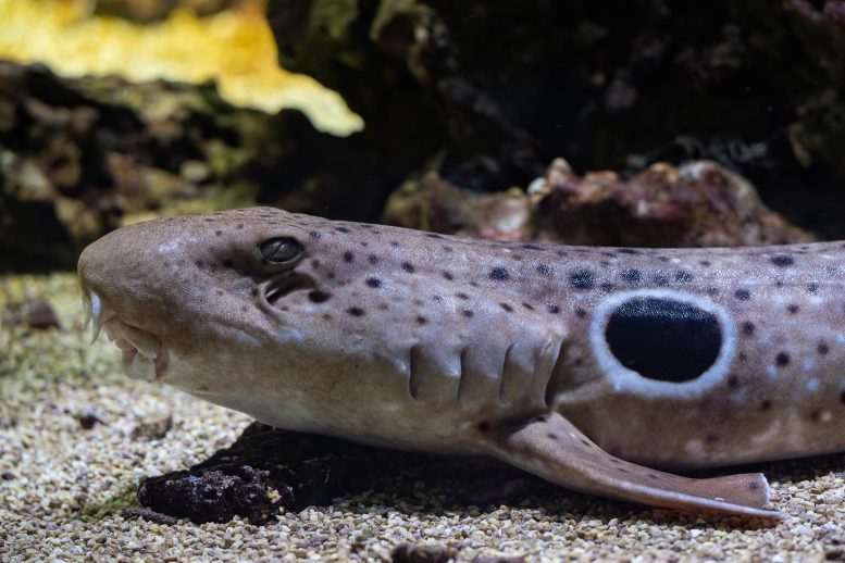 Walking Sharks Just Changed What We Know About Reproduction Epaulette Shark Underwater Close Up