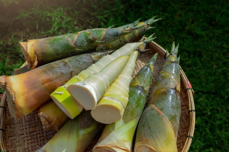 This Unexpected Plant Could Be the Next “Superfood” Fresh Harvest Bamboo Shoots