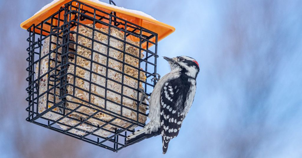 Winter Bird Feeding Tips for the Peak of Bird Watching Season (2026)