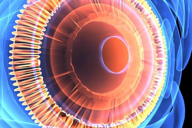 Newly Discovered “Hybrid” Eye Cell Challenges 150 Years of Biology 3D Model of Human Eye