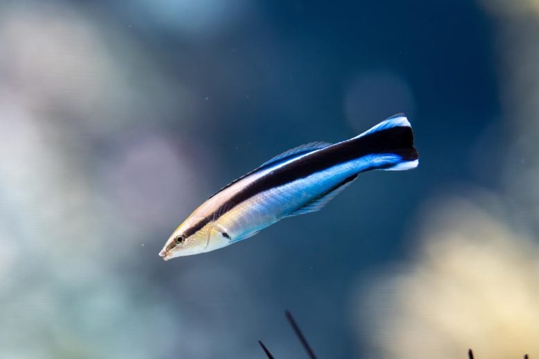 Tiny Fish Stun Scientists With Mammal-Like Intelligence Bluestreak Cleaner Wrasse (Labroides dimidiatus) Fish