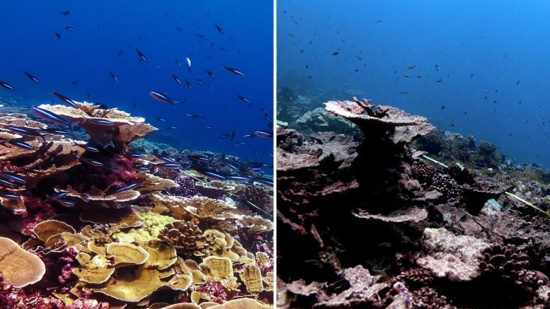 Half the World’s Coral Reefs Devastated by Record Ocean Heat Coral Health Before and After Heat Stress