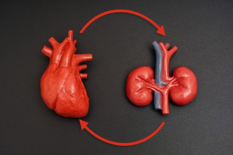 How Chronic Kidney Disease Quietly Poisons the Heart Heart and Kidney Organ Models Arrows