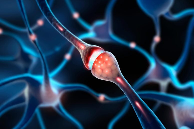 New Research Targets the Root Cause of Chronic Nerve Pain – Not Just Symptoms Illuminated Synapse Connected Interacting Nerve Cells