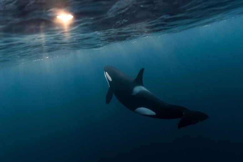 New Study Debunks Simple Explanation for Mysterious Great White Shark Disappearances Orca Killer Whale Mystery
