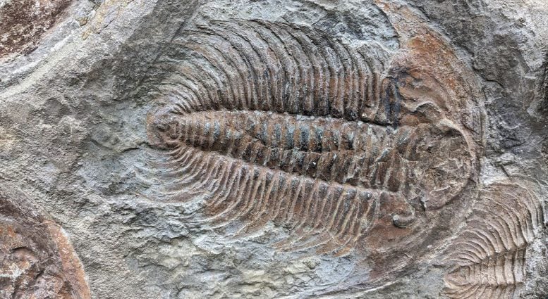Scientists Find Key Building Block of Life in 500-Million-Year-Old Fossils Trilobite Fossil